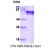 SDS-Page: FKBP4/FKBP52 Protein [NBC1-22936] - FKBP4, 53.9 kDa (479 aa), confirmed by MALDI-TOF with a purity of 90% by SDS - PAGE
